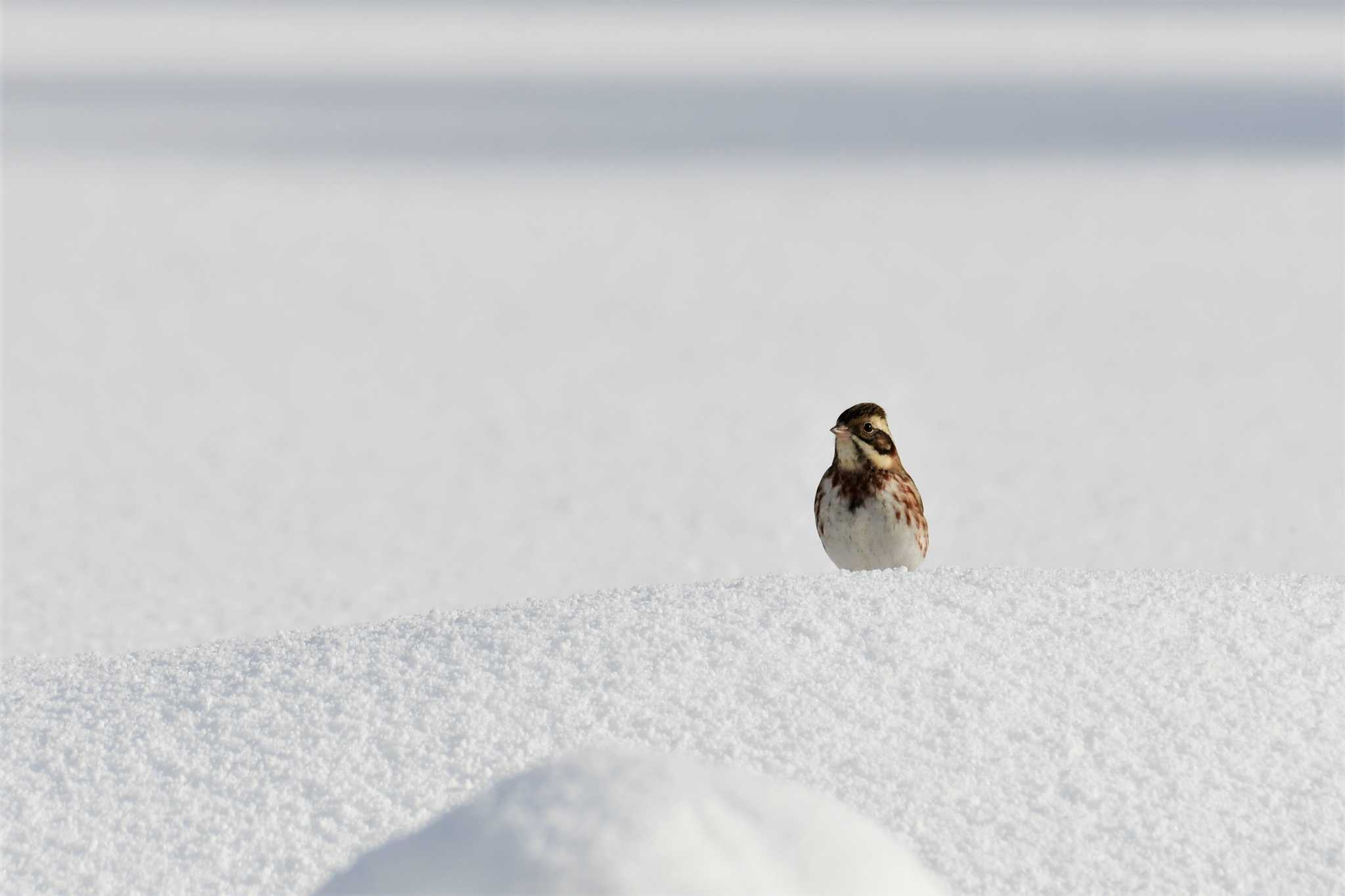 Photo of Rustic Bunting at 珠洲市 by Semal