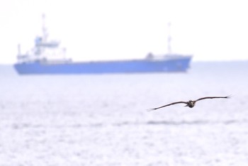 ミサゴ 大阪南港野鳥園 2016年11月6日(日)