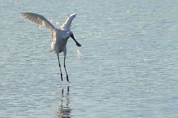 ヘラサギ 多々良沼 2020年12月8日(火)