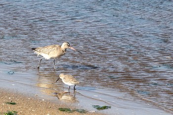 Bar-tailed Godwit Gonushi Coast Sun, 11/6/2016