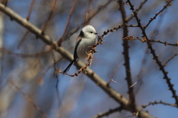 Long-tailed tit(japonicus) Asahiyama Memorial Park Fri, 12/18/2020