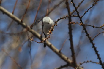 Long-tailed tit(japonicus) Asahiyama Memorial Park Fri, 12/18/2020