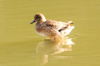 2020年12月18日(金) 三ツ池公園(横浜市鶴見区)の野鳥観察記録