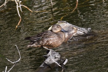 Eurasian Teal 伊豆諸島北部 Fri, 12/18/2020