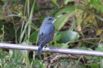 Blue Rock Thrush 伊豆諸島北部 Fri, 12/18/2020