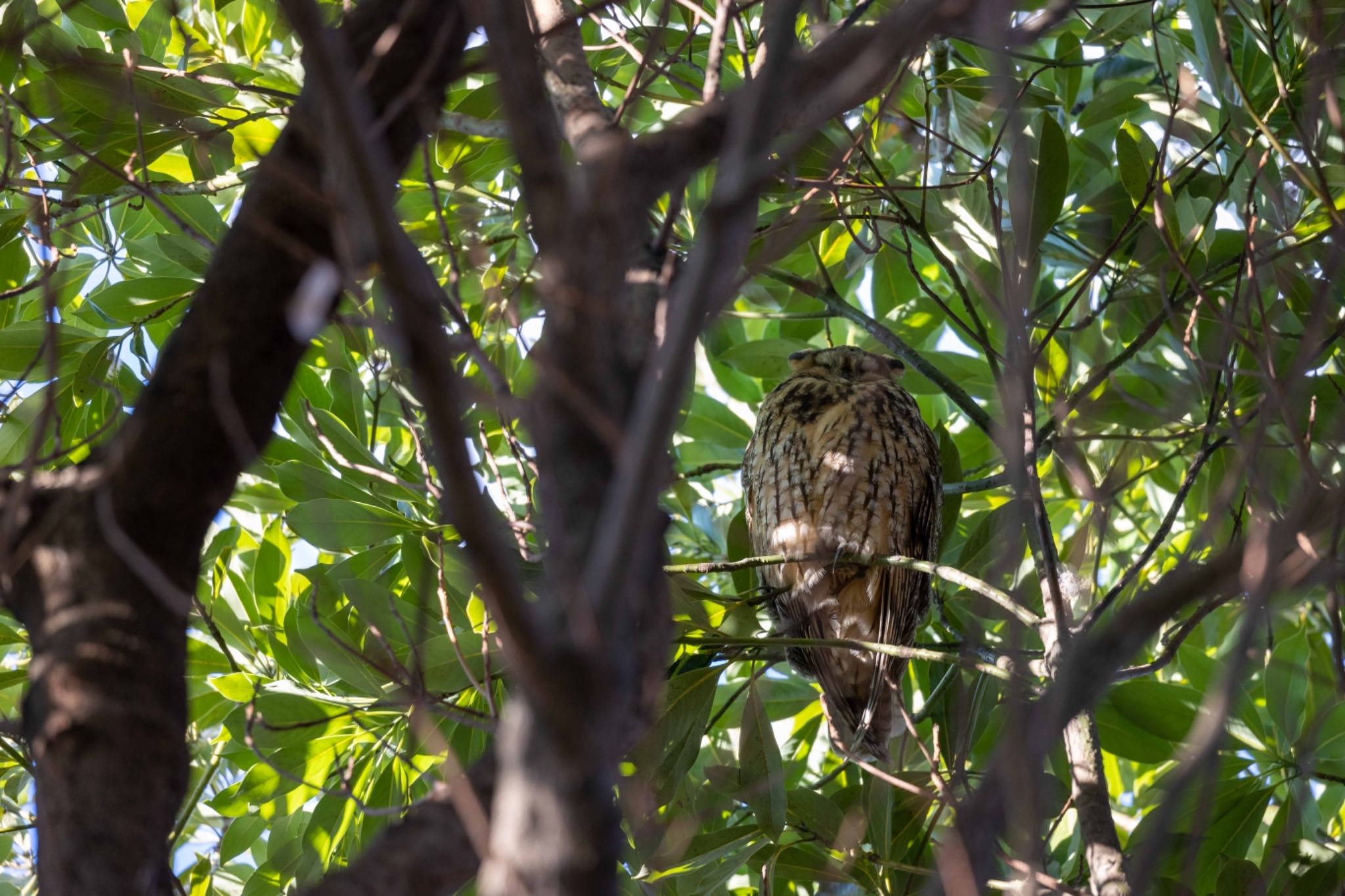  トラフズクの写真 by アカウント5644