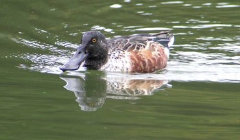 Northern Shoveler 埼玉県草加市 Sat, 10/29/2016