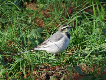 2020年12月18日(金) 水元公園の野鳥観察記録