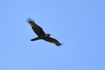 Crested Honey Buzzard Shirakaba-touge Sun, 9/20/2020