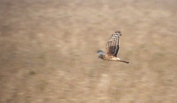 Hen Harrier 茨城県 Sun, 11/6/2016