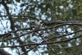 2020年12月18日(金) 東京都北区の野鳥観察記録