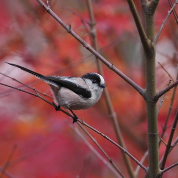 2020年11月22日(日) 滋賀県びわこ地球市民の森の野鳥観察記録