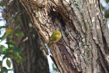 2020年12月17日(木) 平城宮跡の野鳥観察記録