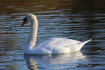 2020年12月17日(木) 奈良市水上池の野鳥観察記録