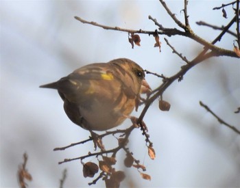 Grey-capped Greenfinch 七里総合公園 Fri, 12/18/2020