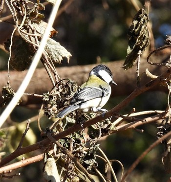 Japanese Tit 七里総合公園 Fri, 12/18/2020