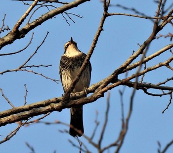 Dusky Thrush 七里総合公園 Fri, 12/18/2020