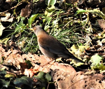 Pale Thrush 七里総合公園 Fri, 12/18/2020