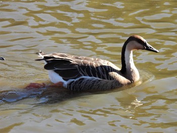 サカツラガン 大池親水公園 2020年12月18日(金)