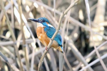 Common Kingfisher 高萩市 Sat, 12/19/2020