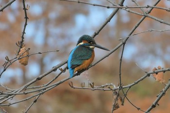 カワセミ 都立浮間公園 2020年12月19日(土)