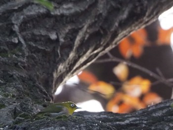 2020年12月19日(土) 東京都立桜ヶ丘公園(聖蹟桜ヶ丘)の野鳥観察記録
