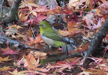 2020年12月19日(土) 新宿御苑の野鳥観察記録