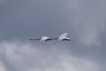 2020年12月19日(土) 大沼(宮城県仙台市)の野鳥観察記録