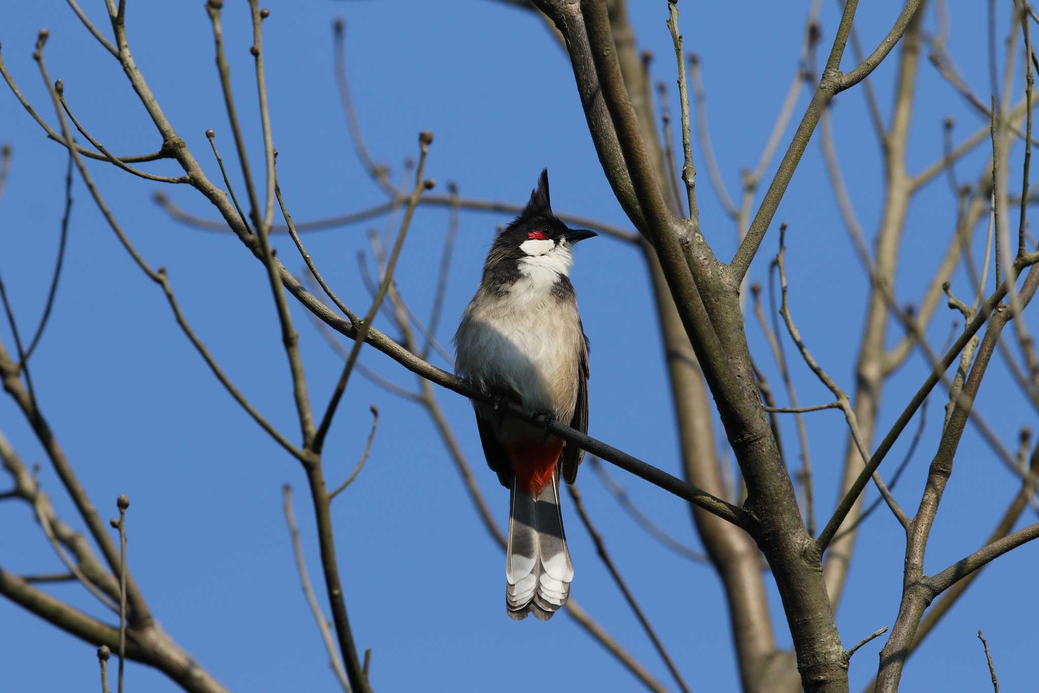 Photo of Red-whiskered Bulbul at タイポカウ by Trio