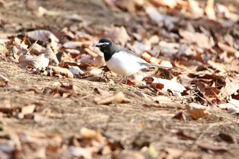 Japanese Wagtail 日立市 Sat, 12/19/2020
