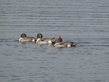 2020年12月19日(土) 相模原沈殿池の野鳥観察記録