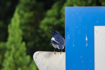 Oriental Magpie-Robin タイポカウ Fri, 11/4/2016