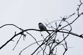 Long-tailed Tit 狭山湖 Wed, 11/9/2016