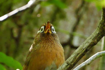 Chinese Hwamei Sayama Park Wed, 11/9/2016