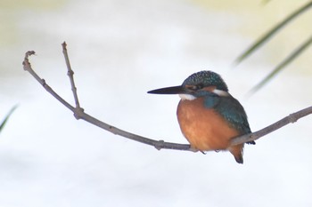 2020年12月17日(木) 芝川第一調節池(芝川貯水池)の野鳥観察記録
