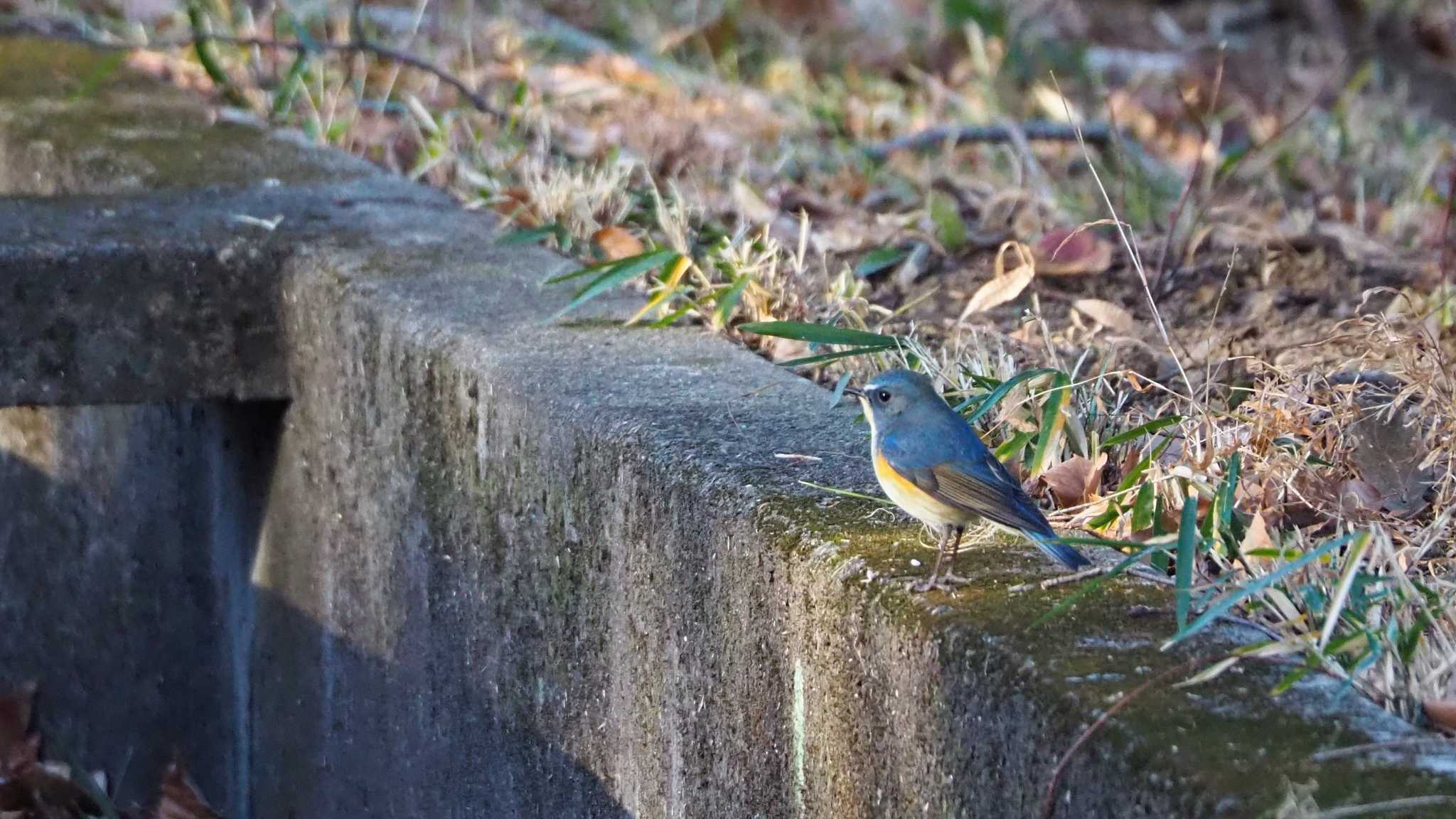 Photo of Red-flanked Bluetail at 群馬県　 by kame