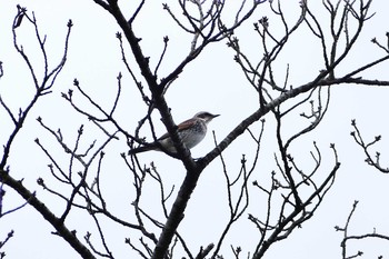 Dusky Thrush 狭山湖 Wed, 11/9/2016