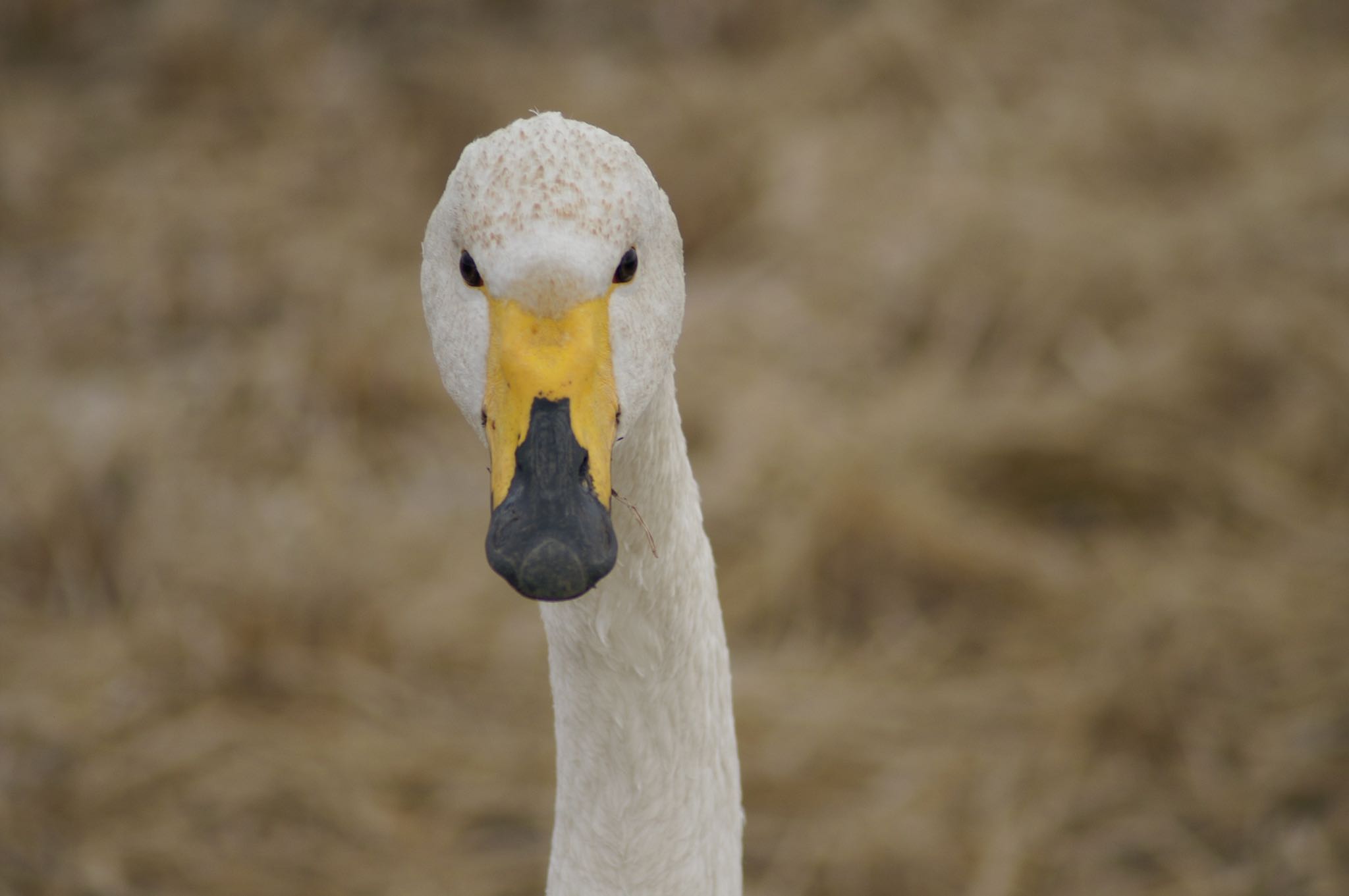 大沼(宮城県仙台市) オオハクチョウの写真 by ぴーさん