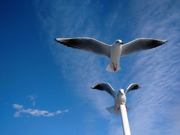 2020年12月19日(土) 清水港(静岡県)の野鳥観察記録