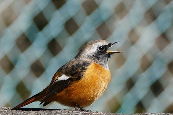 Daurian Redstart Sayama Park Wed, 11/9/2016