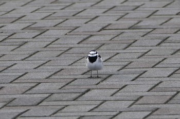 White Wagtail 狭山湖 Wed, 11/9/2016