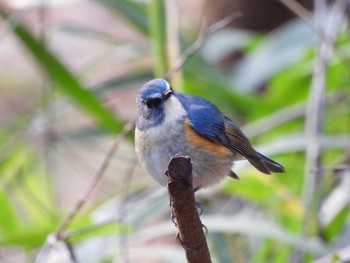 Red-flanked Bluetail 大和民族公園(奈良県) Sat, 12/19/2020