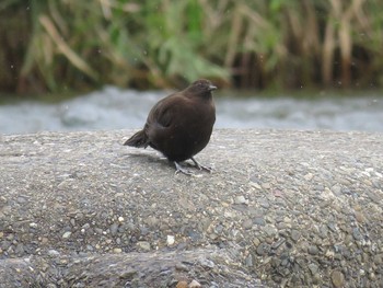 Brown Dipper 岐阜県揖斐川町粕川 Mon, 10/31/2016