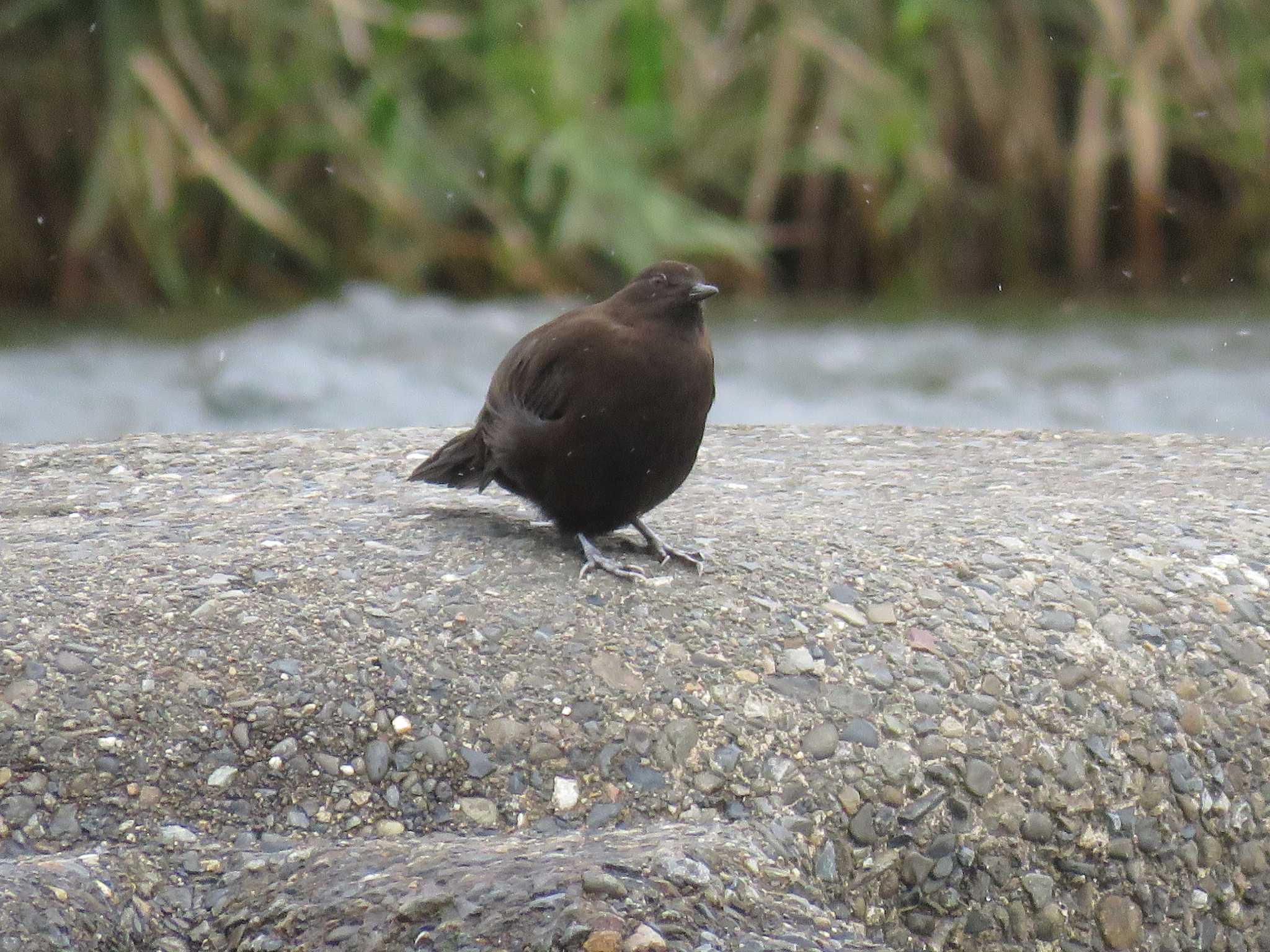 Photo of Brown Dipper at 岐阜県揖斐川町粕川 by Mysteriously Unnamed