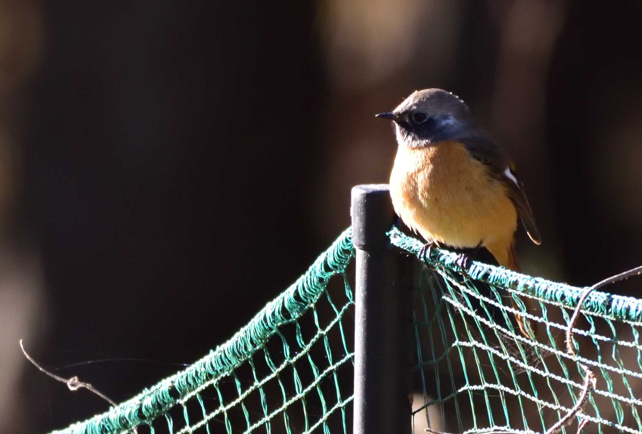 Daurian Redstart