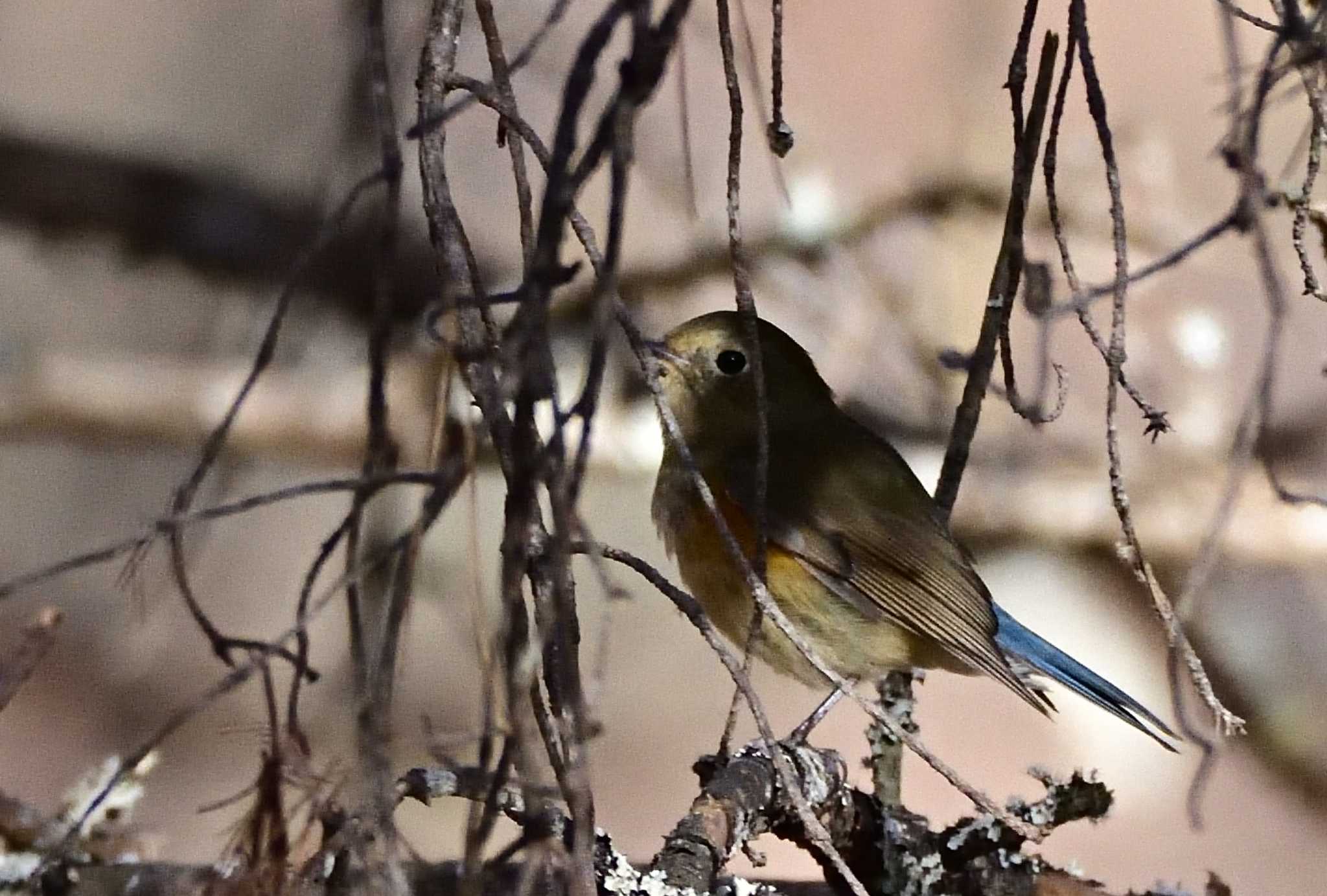 Red-flanked Bluetail