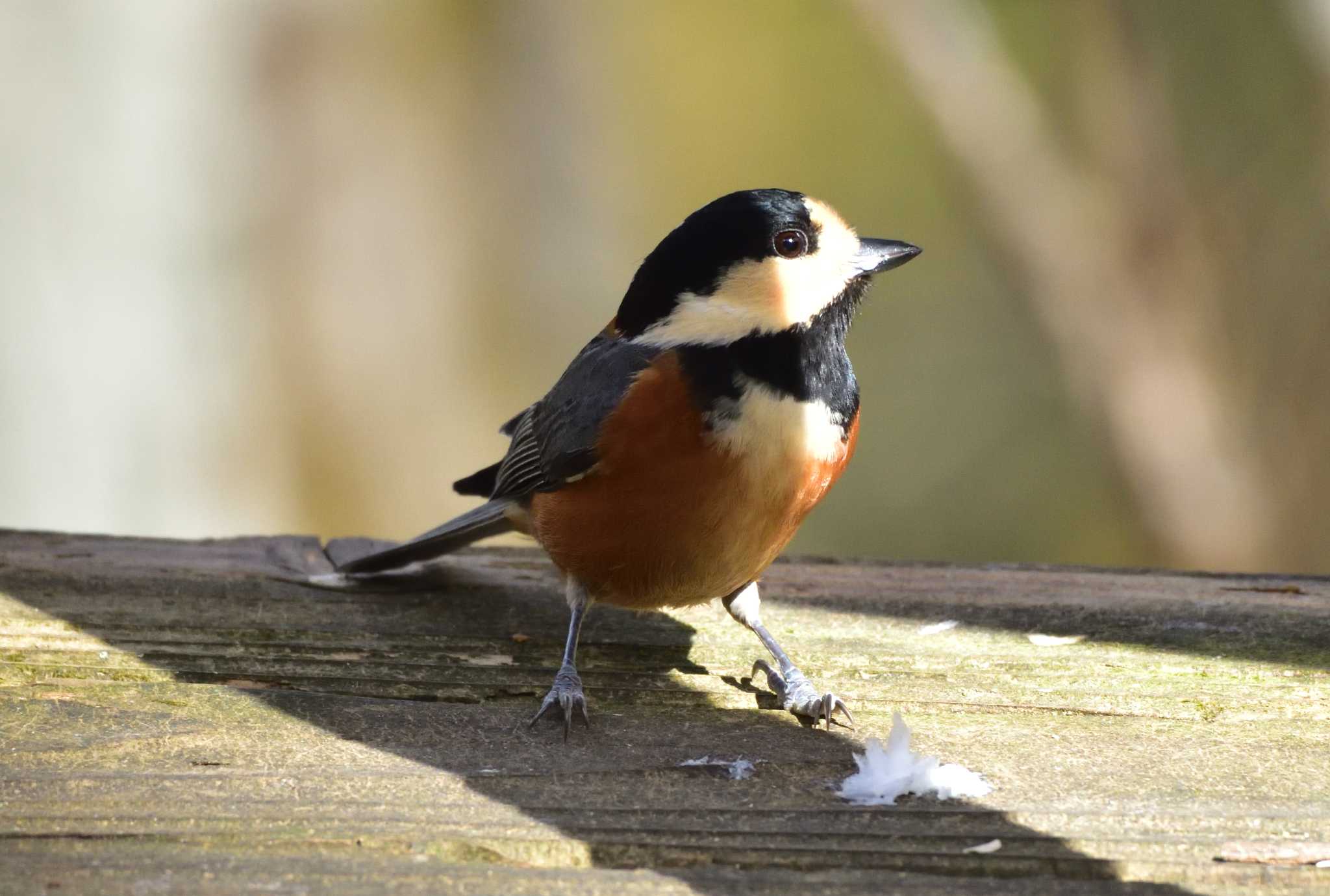 Photo of Varied Tit at 南アルプス邑野鳥公園 by 塩コンブ