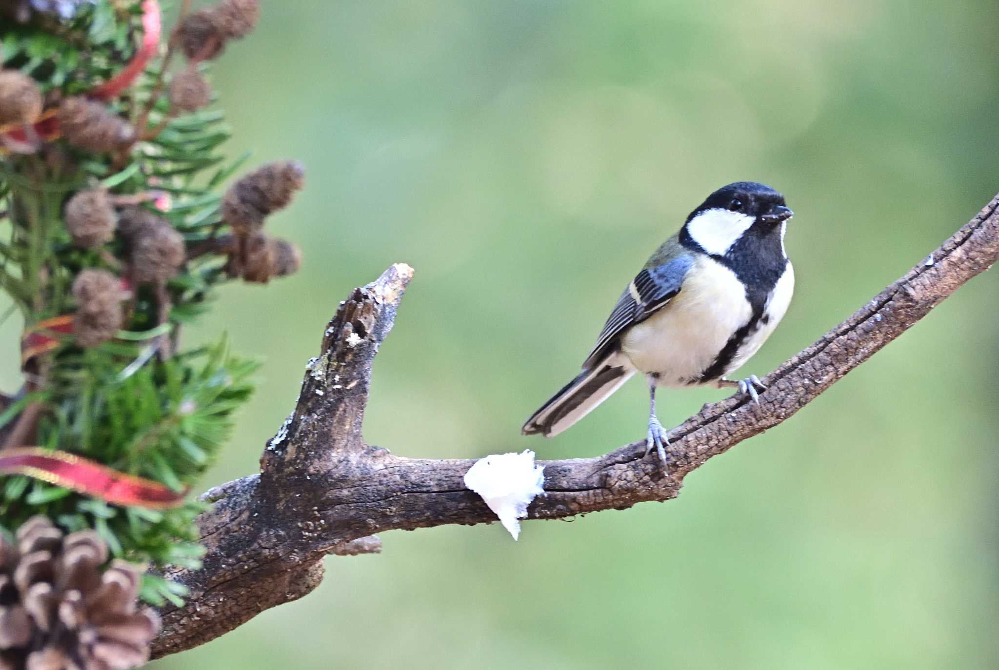 Japanese Tit