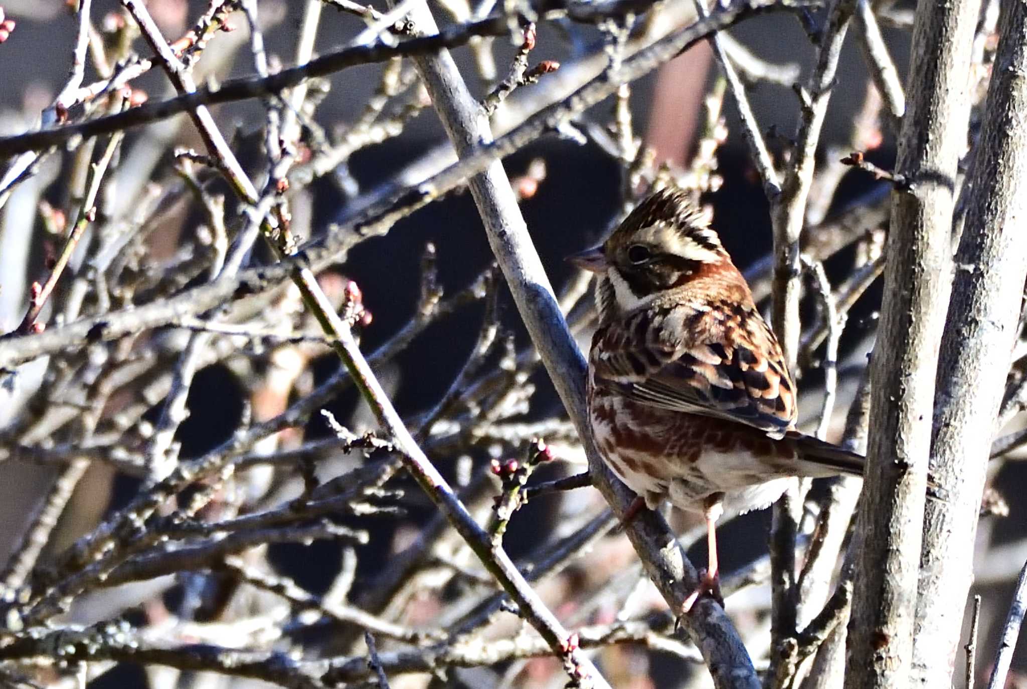 Rustic Bunting