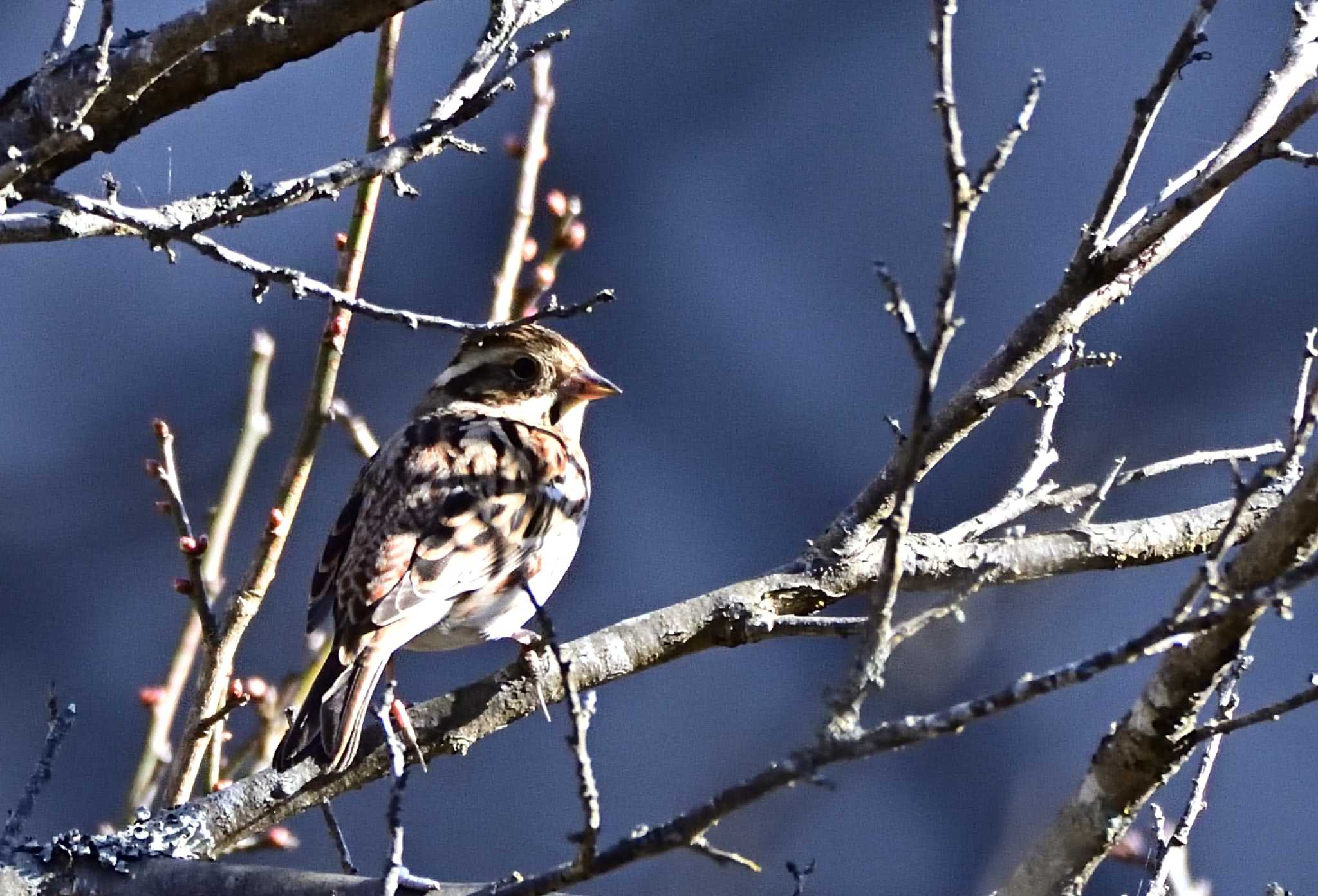 Rustic Bunting